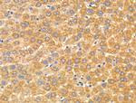 Arylsulfatase A Antibody in Immunohistochemistry (Paraffin) (IHC (P))