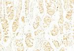 PYCARD Antibody in Immunohistochemistry (Paraffin) (IHC (P))