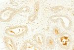 PYCARD Antibody in Immunohistochemistry (Paraffin) (IHC (P))