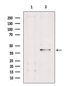 Caspase 4 Antibody in Western Blot (WB)