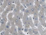 ARPC4 Antibody in Immunohistochemistry (Paraffin) (IHC (P))