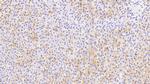 Annexin A9 Antibody in Immunohistochemistry (Paraffin) (IHC (P))