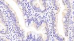 APOA4 Antibody in Immunohistochemistry (Paraffin) (IHC (P))