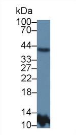 APOA5 Antibody in Western Blot (WB)