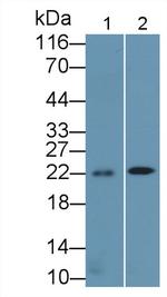 BID Antibody in Western Blot (WB)