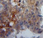 CD42d Antibody in Immunohistochemistry (Paraffin) (IHC (P))