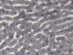 Complement C9 Antibody in Immunohistochemistry (Paraffin) (IHC (P))