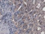 CBF beta Antibody in Immunohistochemistry (Paraffin) (IHC (P))