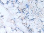SERPINB9 Antibody in Immunohistochemistry (Paraffin) (IHC (P))