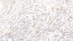 DPP3 Antibody in Immunohistochemistry (Paraffin) (IHC (P))