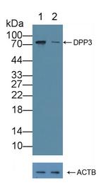 DPP3 Antibody in Western Blot (WB)