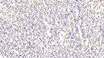 Ferritin Heavy Chain Antibody in Immunohistochemistry (Paraffin) (IHC (P))