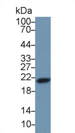 Ferritin Heavy Chain Antibody in Western Blot (WB)