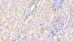 Perlecan Antibody in Immunohistochemistry (Paraffin) (IHC (P))
