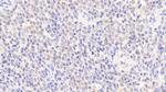 Perlecan Antibody in Immunohistochemistry (Paraffin) (IHC (P))