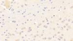 KELL Antibody in Immunohistochemistry (Paraffin) (IHC (P))
