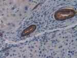 LSR Antibody in Immunohistochemistry (Paraffin) (IHC (P))