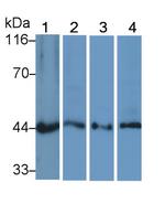 MEK2 Antibody in Western Blot (WB)