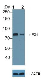 MX1 Antibody in Western Blot (WB)