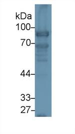 Nexilin Antibody in Western Blot (WB)