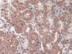 Pepsin Antibody in Immunohistochemistry (Paraffin) (IHC (P))