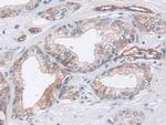 Pepsin Antibody in Immunohistochemistry (Paraffin) (IHC (P))