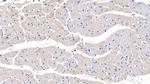 PRL3 Antibody in Immunohistochemistry (Paraffin) (IHC (P))