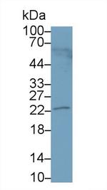 PRL3 Antibody in Western Blot (WB)