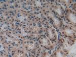 KNT1 Antibody in Immunohistochemistry (Paraffin) (IHC (P))