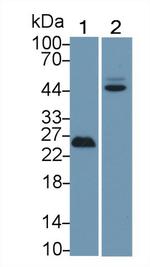 p53 Antibody in Western Blot (WB)