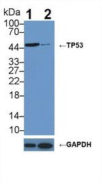 p53 Antibody in Western Blot (WB)