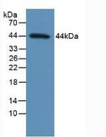 p53 Antibody in Western Blot (WB)