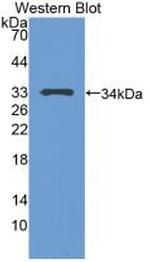 p53 Antibody in Western Blot (WB)