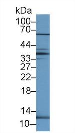UCN2 Antibody in Western Blot (WB)