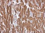 Cardiac Troponin T Antibody in Immunohistochemistry (Paraffin) (IHC (P))