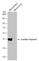 Cardiac Troponin T Antibody in Western Blot (WB)