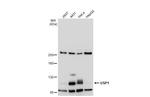 USP1 Antibody in Western Blot (WB)