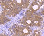 Carbonic anhydrase II Antibody in Immunohistochemistry (Paraffin) (IHC (P))