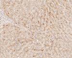 FYCO1 Antibody in Immunohistochemistry (Paraffin) (IHC (P))