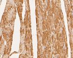 SYNDIG1 Antibody in Immunohistochemistry (Paraffin) (IHC (P))