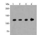 Importin 9 Antibody in Western Blot (WB)