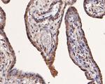 Munc13-4 Antibody in Immunohistochemistry (Paraffin) (IHC (P))