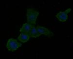 RALA Antibody in Immunocytochemistry (ICC/IF)