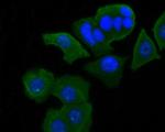 Syk Antibody in Immunocytochemistry (ICC/IF)