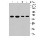 ATG14 Antibody in Western Blot (WB)
