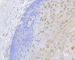 UAP56 Antibody in Immunohistochemistry (Paraffin) (IHC (P))