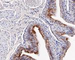 TRIM25 Antibody in Immunohistochemistry (Paraffin) (IHC (P))