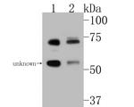 TRIM25 Antibody in Western Blot (WB)