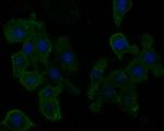 Aquaporin 4 Antibody in Immunocytochemistry (ICC/IF)