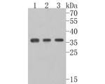 Aquaporin 4 Antibody in Western Blot (WB)